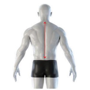 Center Back Neck to Waist Diagram