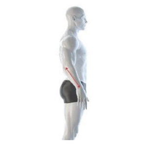 Elbow to Wrist Bone Diagram
