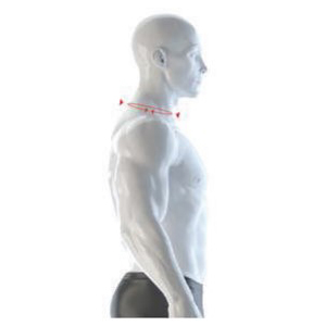 Neck Diagram
