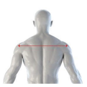Shoulders Diagram