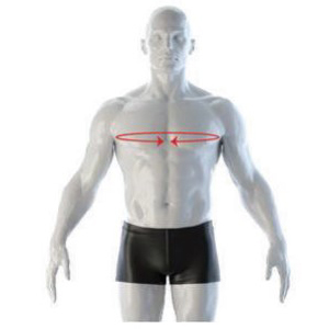 Upper Chest Diagram