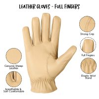 Dressing-Gloves-010e